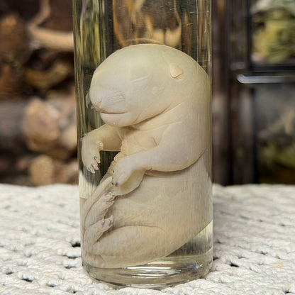 chunky gray squirrel embryo wet specimen