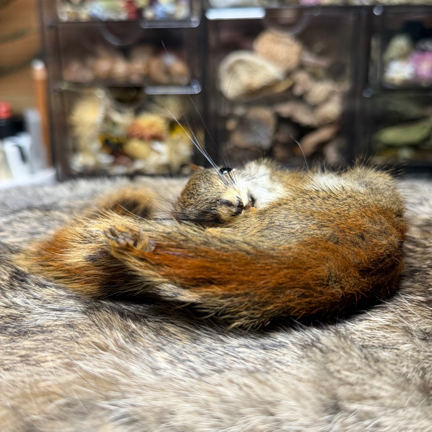mummified pine squirrel