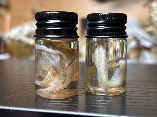 leftover umbilical cord wet specimens