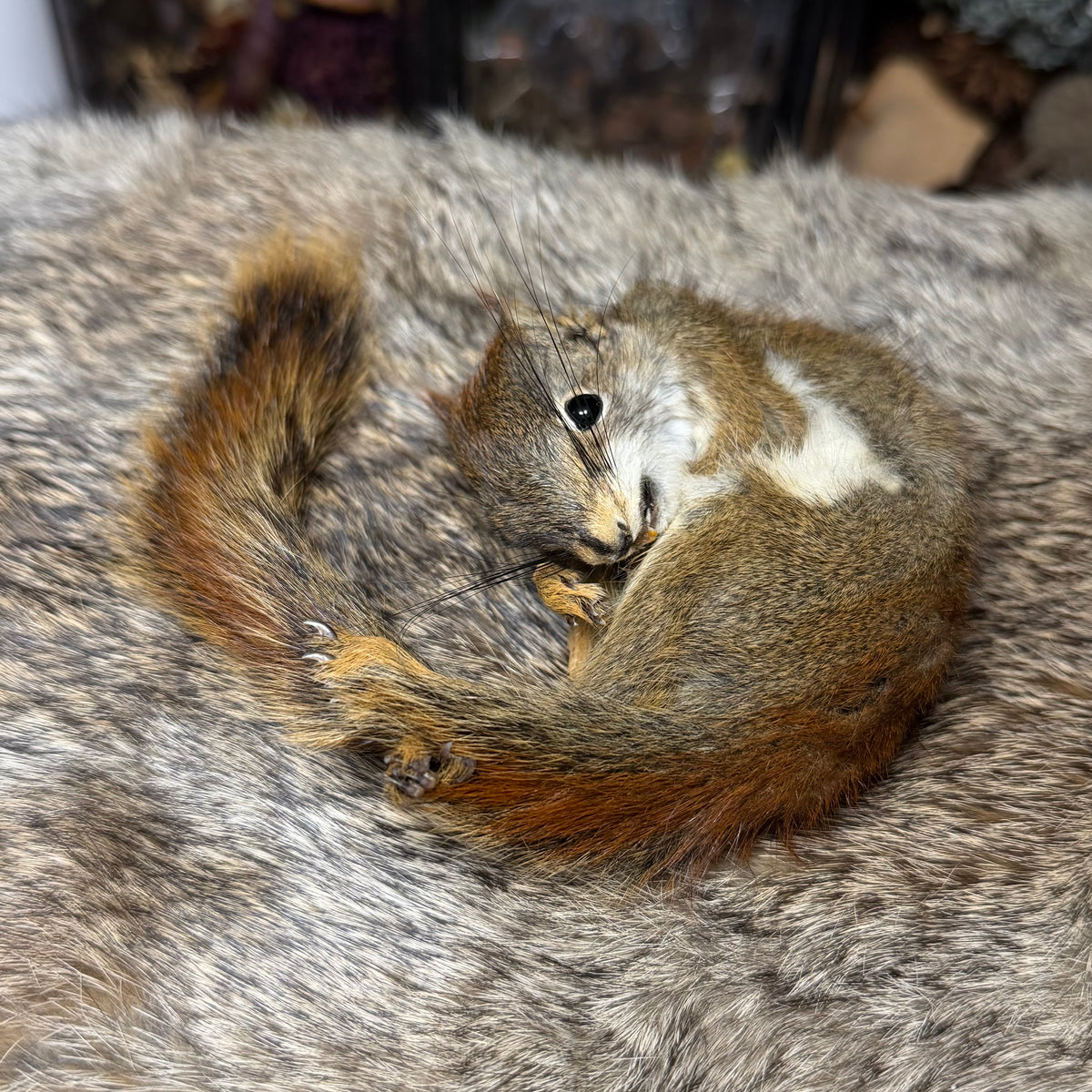 mummified pine squirrel