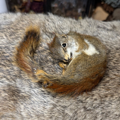 mummified pine squirrel