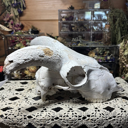 farmed ram skull top