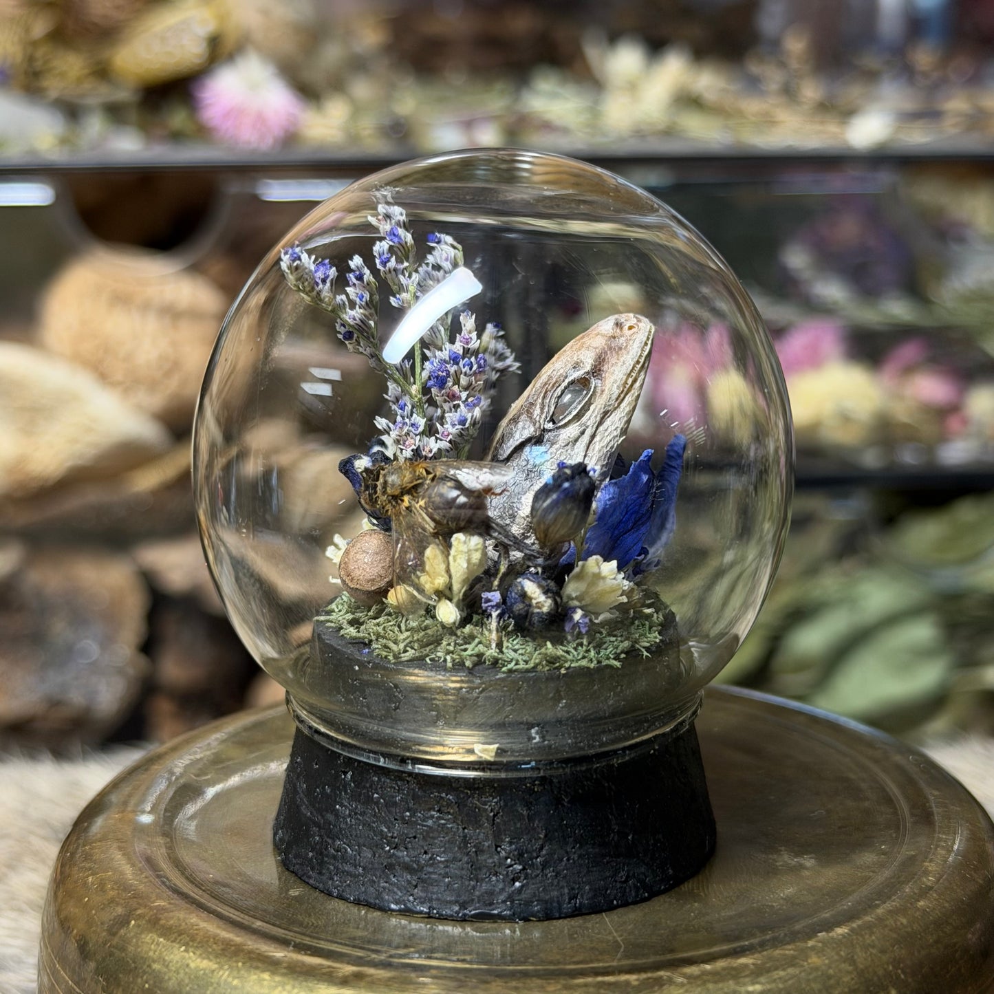 mummified gecko head globe cloche