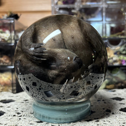 fuzzy baby raccoon globe wet specimen