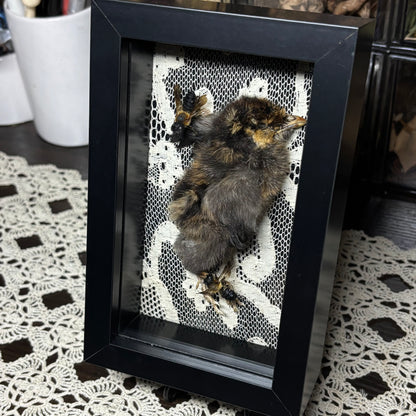 chick & resin bees frame