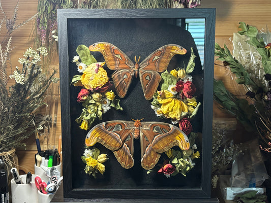 atlas moth pair frame