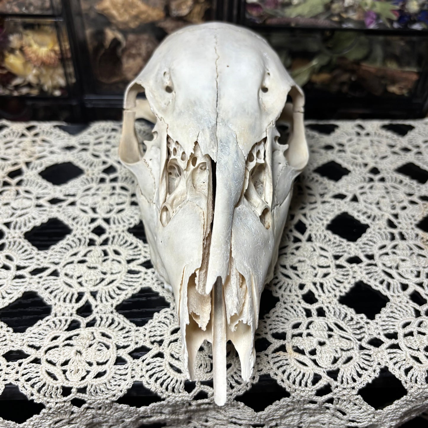 yearling doe skull top