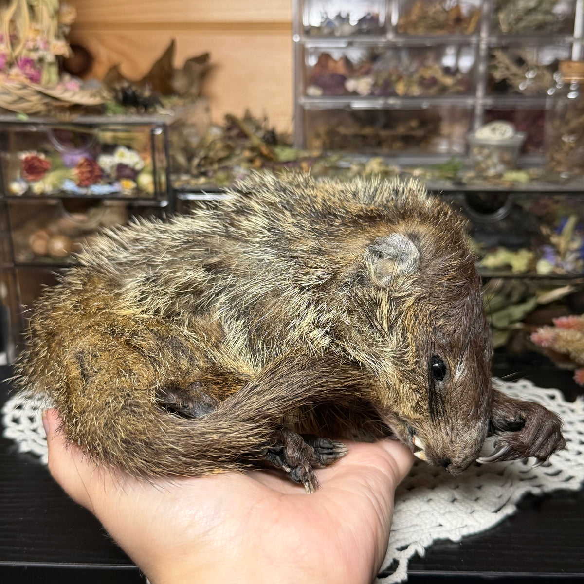 mummified baby groundhog (imperfect)