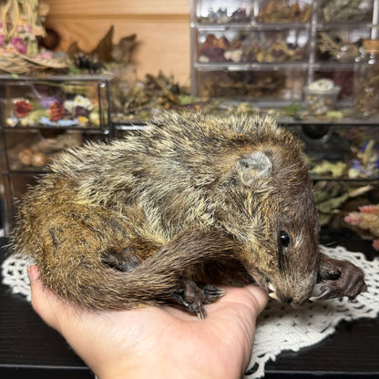 mummified baby groundhog (imperfect)