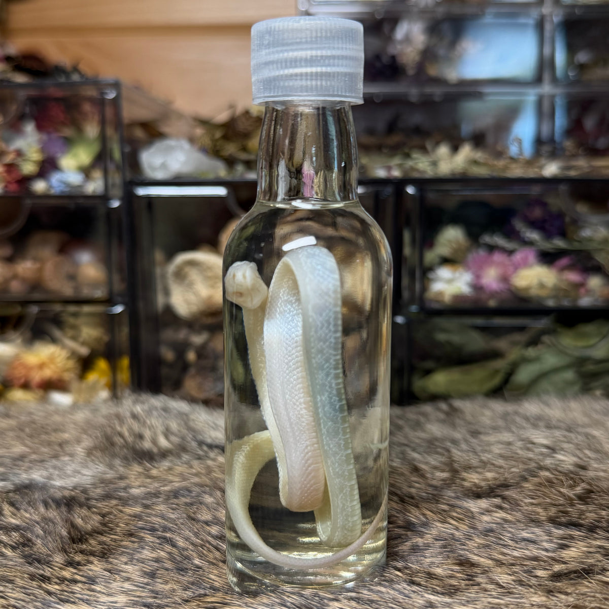 baby whiteout corn snake wet specimen