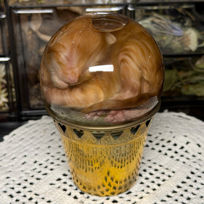 orange tabby kitten globe wet specimen