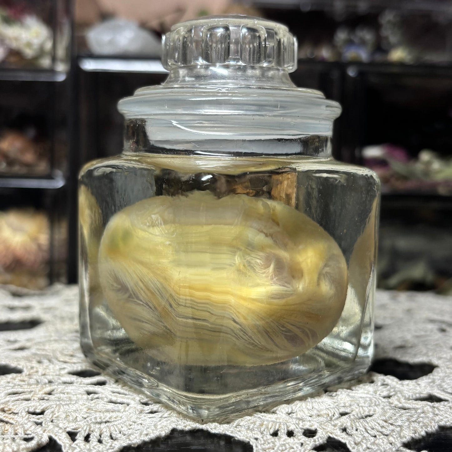 embryonic duckling wet specimen