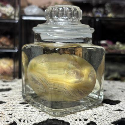 embryonic duckling wet specimen