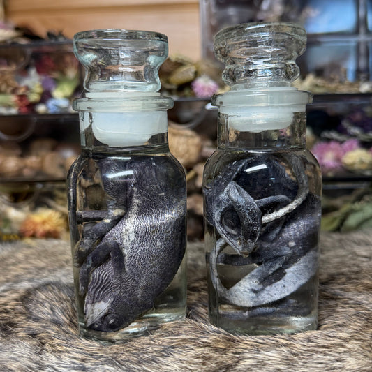 chameleon in vintage jar wet specimens