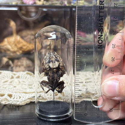 mummified pacman frog display dome