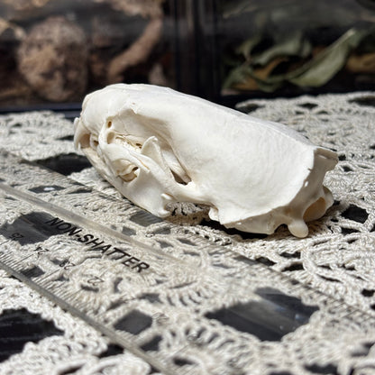 imperfect mink skull