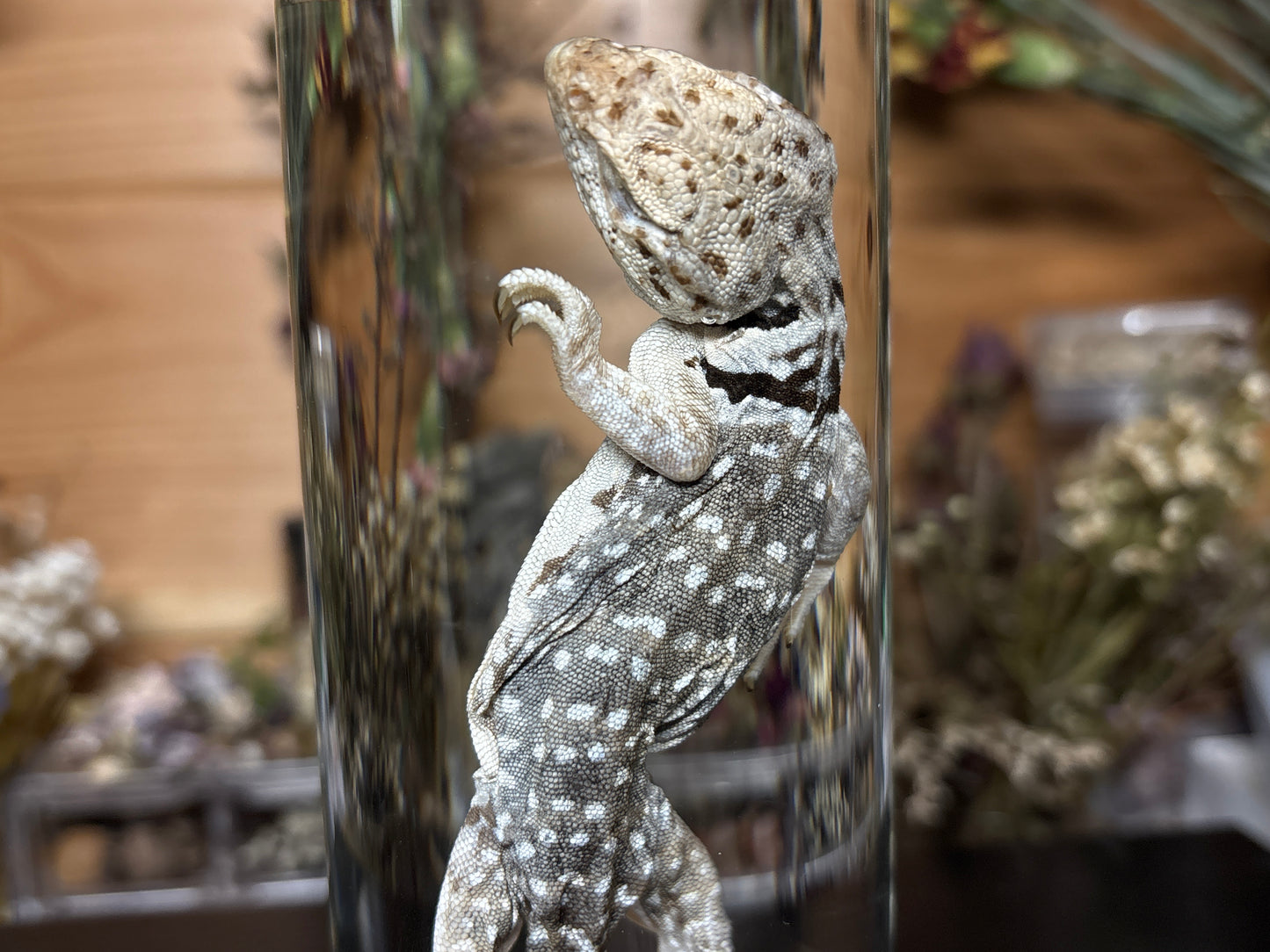 collared lizard wet specimen