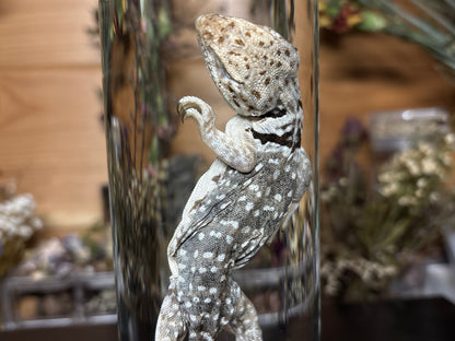 collared lizard wet specimen