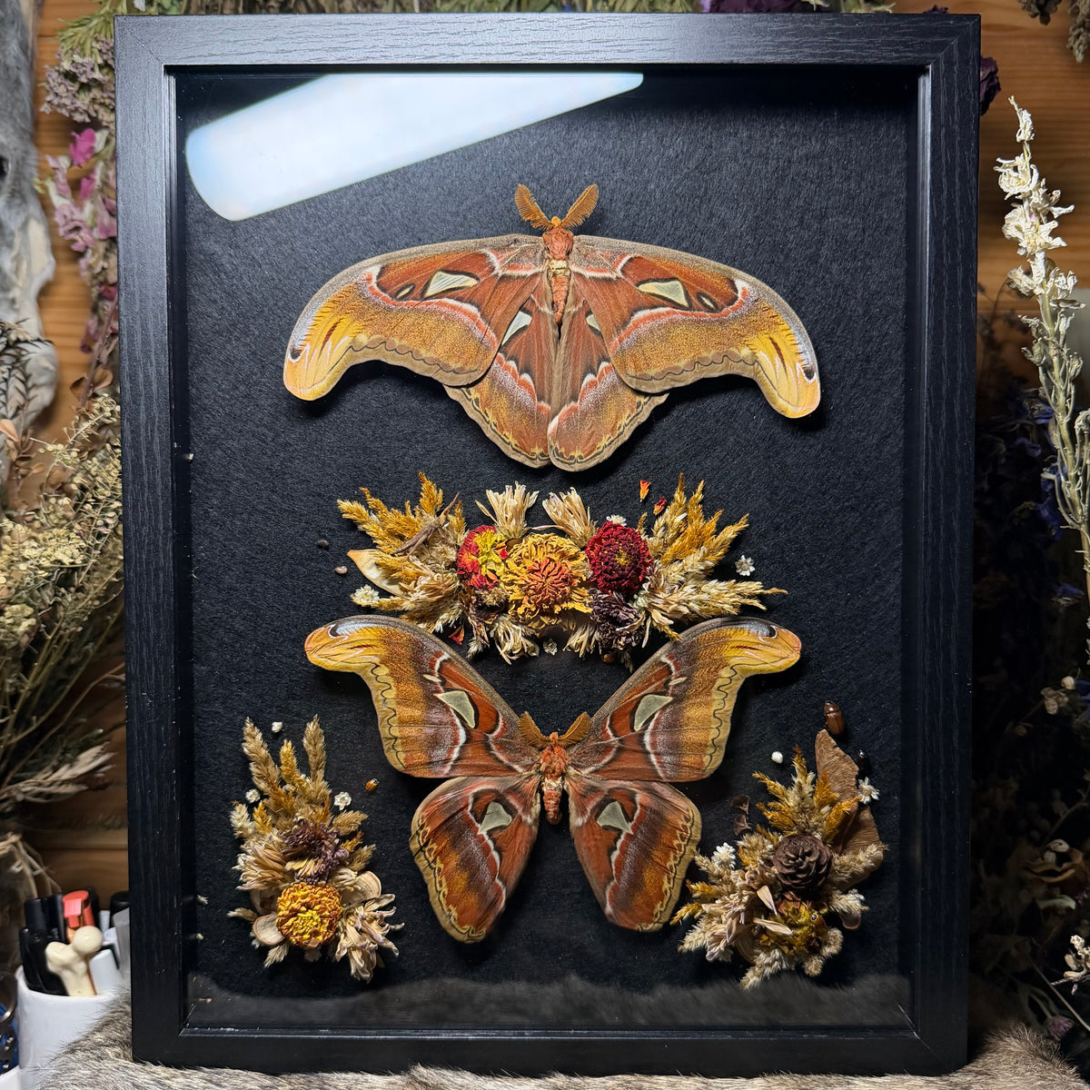pair of atlas moths frame