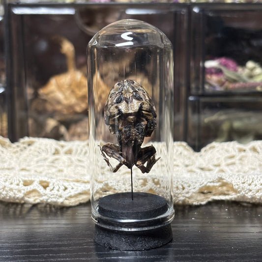 mummified pacman frog display dome