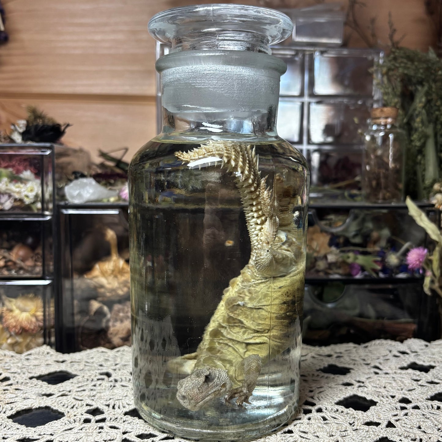 yellow uromastyx wet specimen