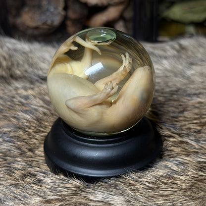 bald opossum joey mini globe wet specimen with stand
