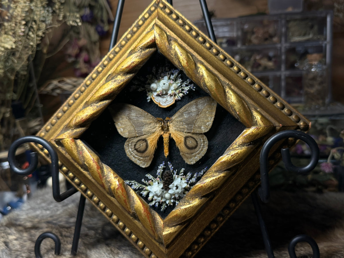 silk moth vintage frame