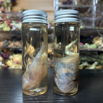 pacman frog wet specimen