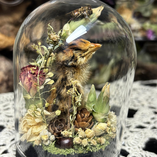 quail hatchling dome shrine