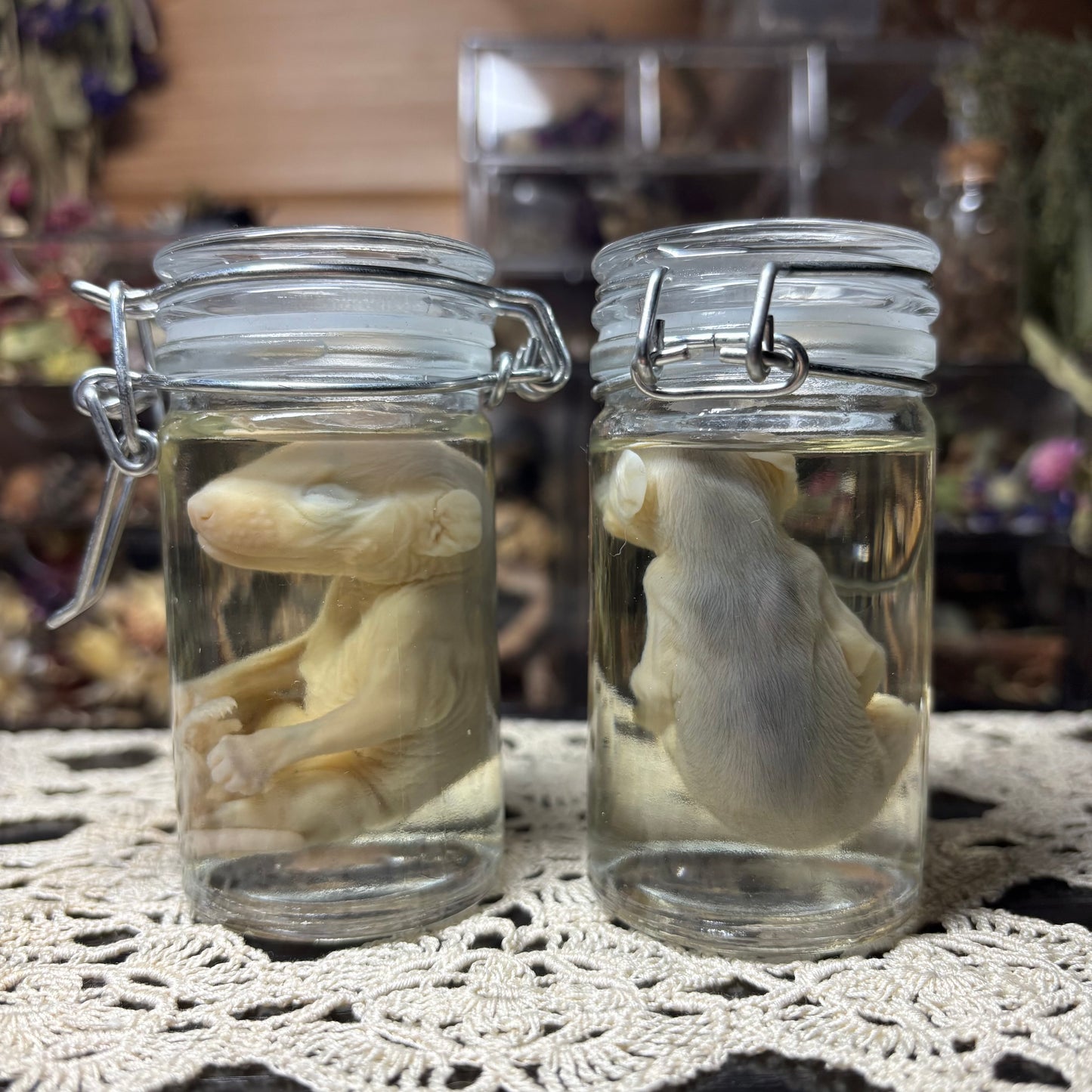 fuzzy opossum joey wet specimen
