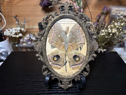 polyphemus moth wings ornate frame