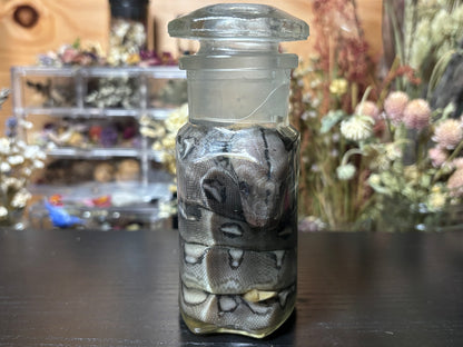reticulated python hatchling wet specimen