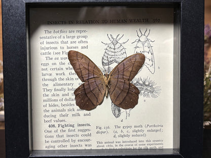 pierella butterfly frame