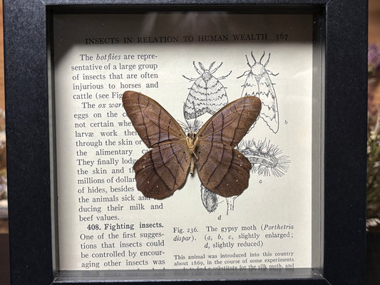 pierella butterfly frame
