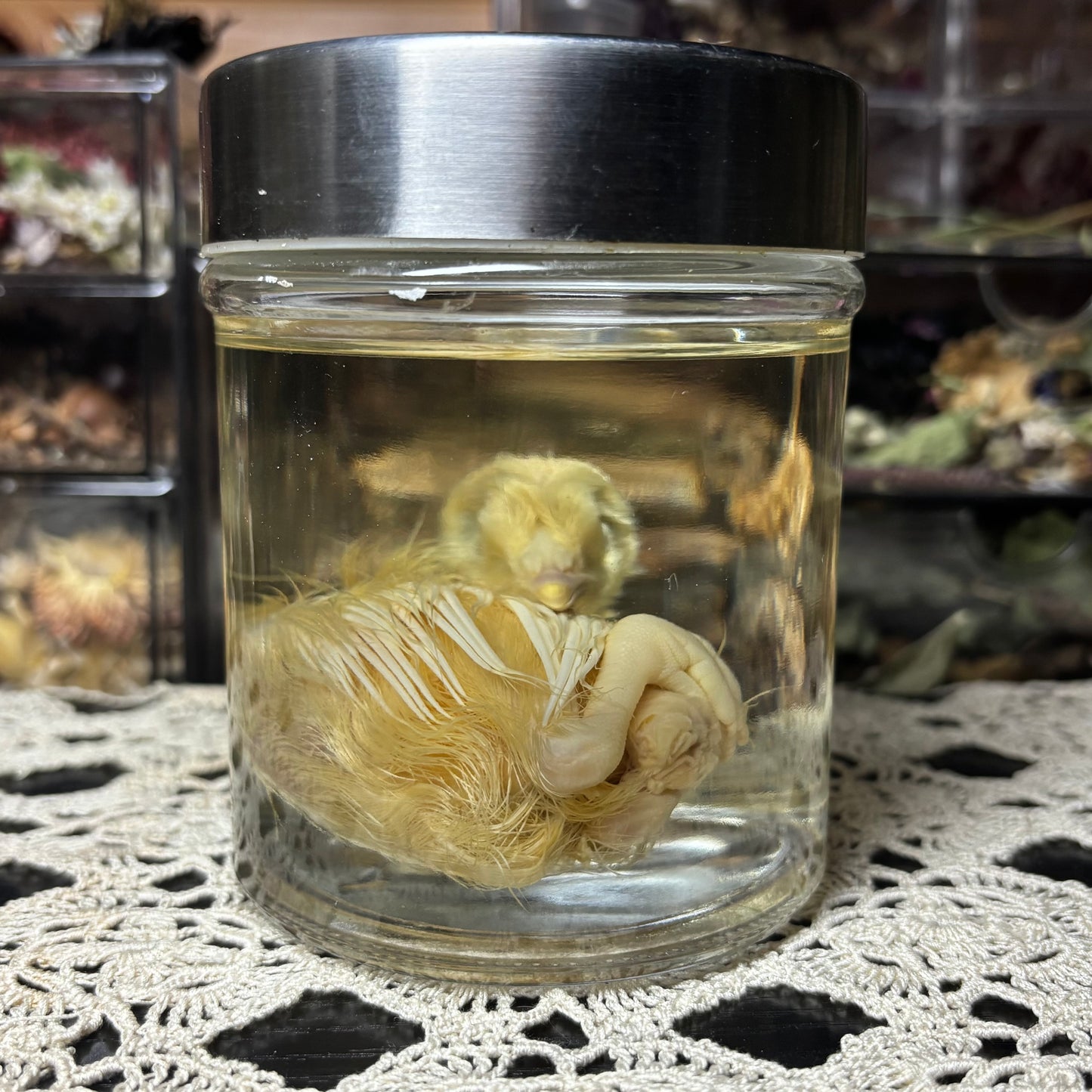 white peachick hatchling wet specimen