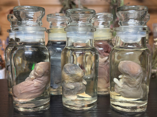 deformed newborn rabbit (spice jar) wet specimens