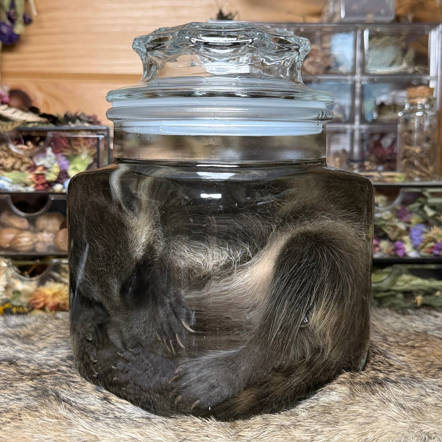 darling baby raccoon wet specimen