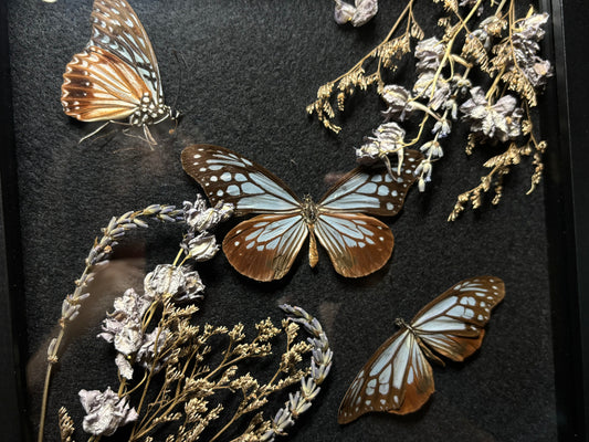 tiger butterfly trio frame