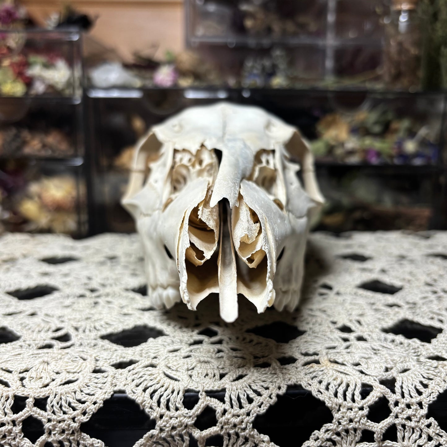 yearling doe skull top
