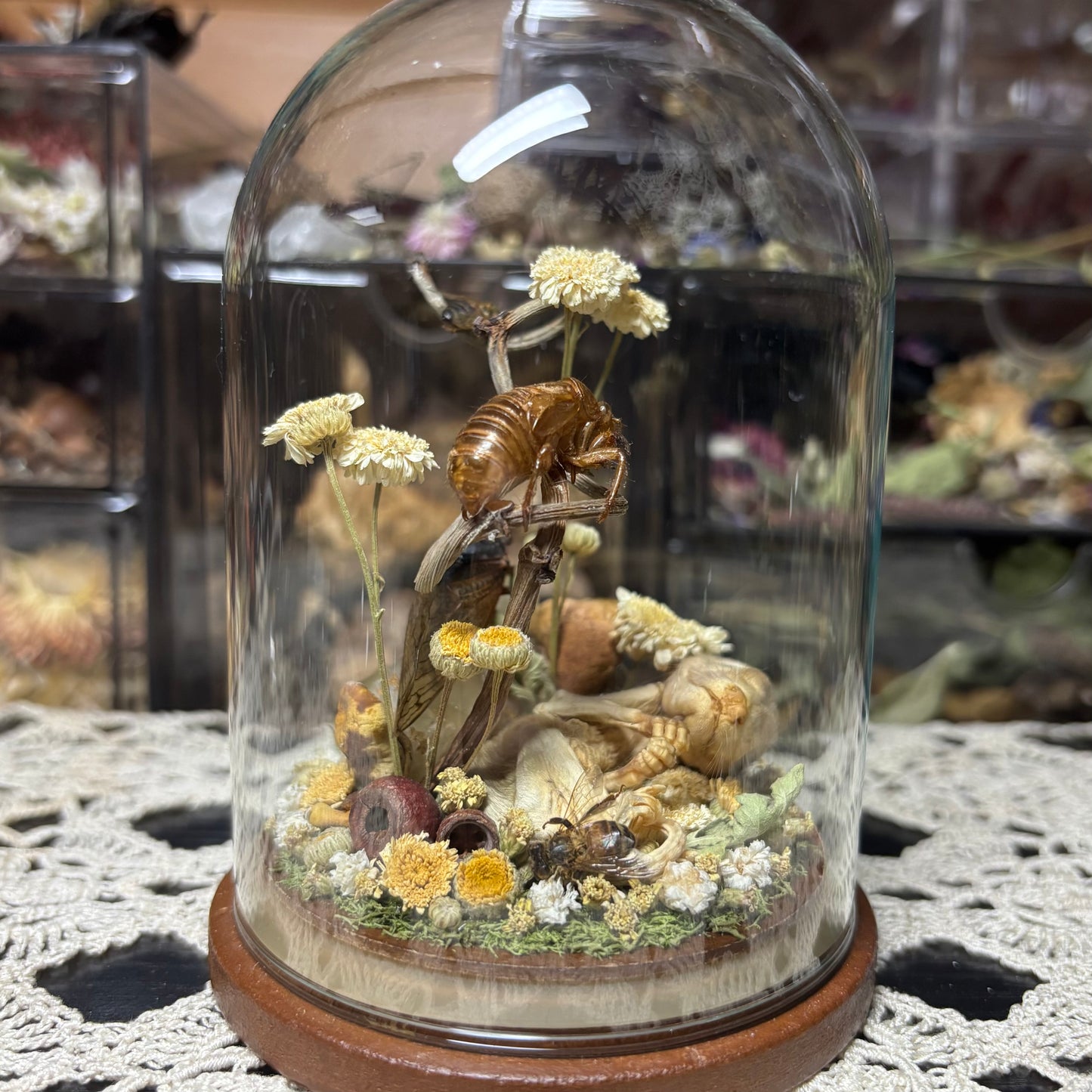 opossum joey dome shrine
