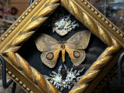 silk moth vintage frame