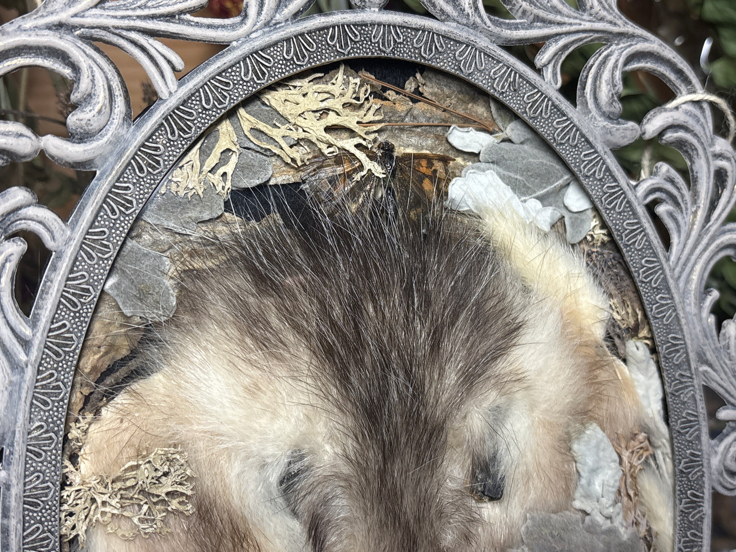 tanned opossum face & lady butterflies ornate frame