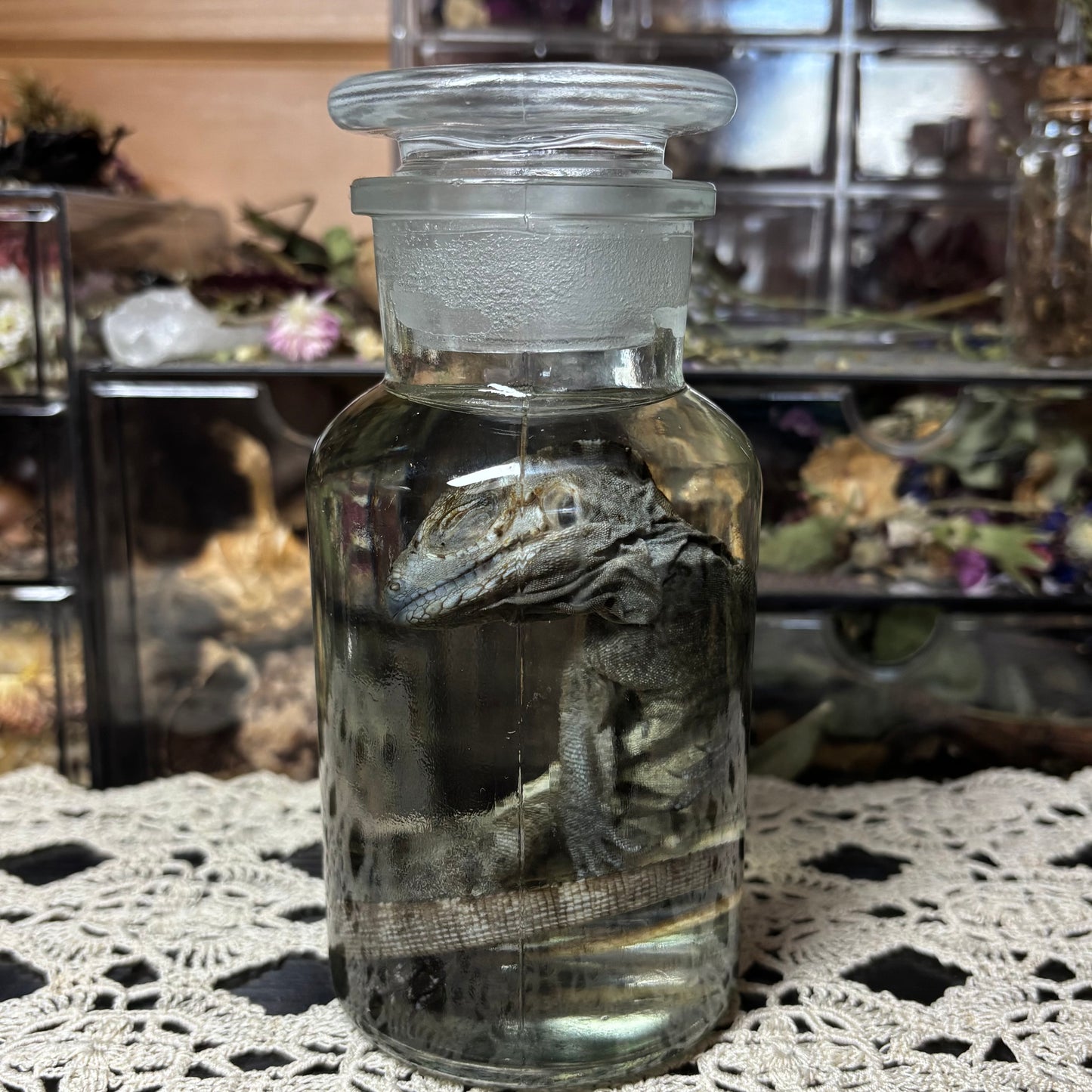 baby rhino iguana wet specimen
