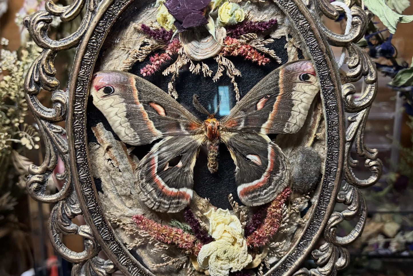 cecropia moth vintage frame