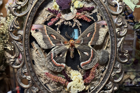 cecropia moth vintage frame