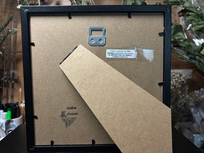 asian green mantis frame
