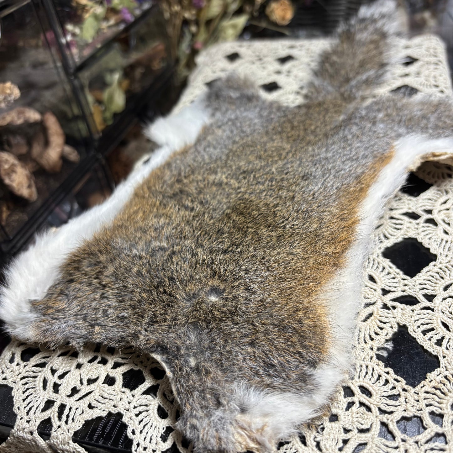 dry tanned gray squirrel pelt