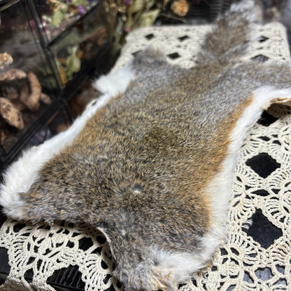 dry tanned gray squirrel pelt