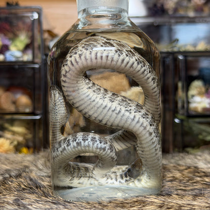 baby prairie rattlesnake wet specimen