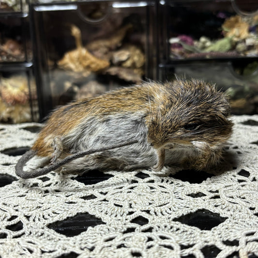 “mother” mummified marsh rat